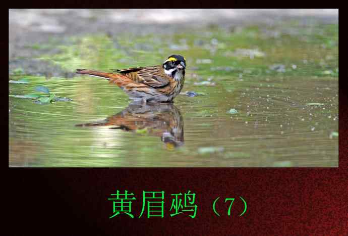 北京天坛公园的鸟类——黄眉鹀（7）