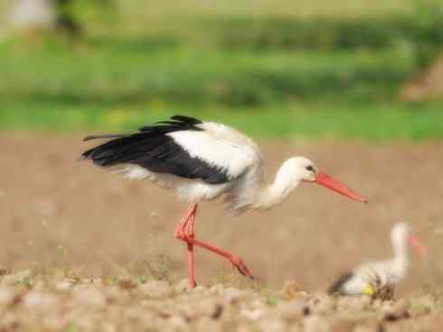 另类鸟类建筑师之一（白鹳、秃鹳）