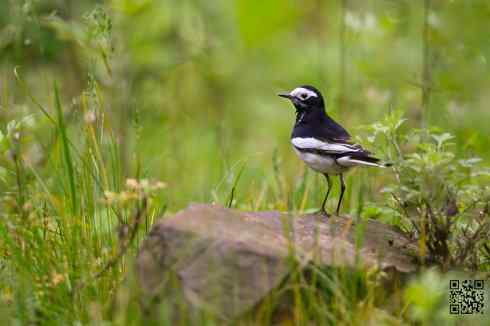 金佛山的几只小鸟
