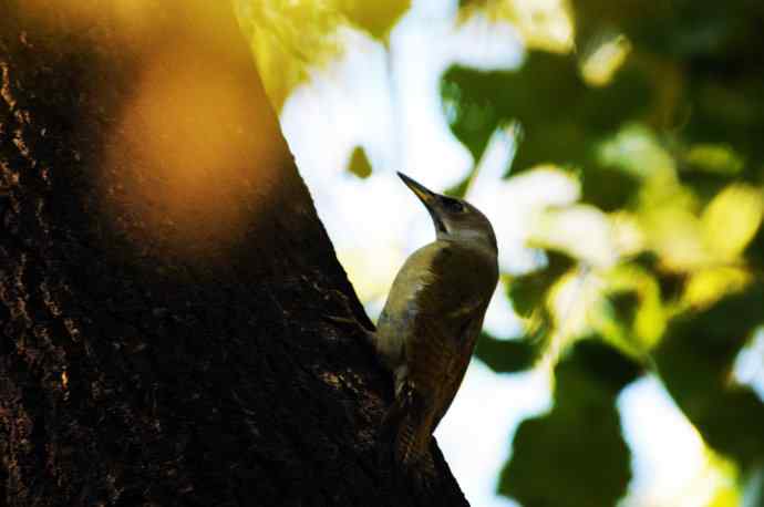 雌性灰头绿啄木鸟