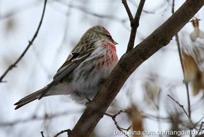 美国鸟类摄影——家朱雀