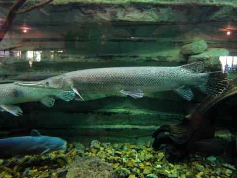 鱼类活化石：鳄雀鳝