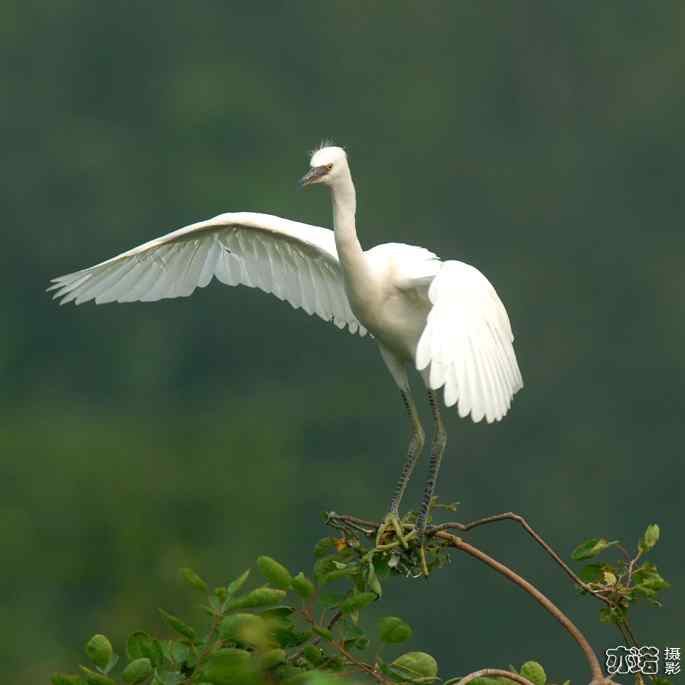 小白鹭与小夜鹭 小白鹭与小夜鹭