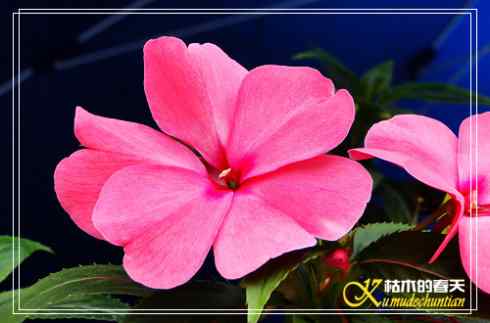 秋天-花-鸟【照片】