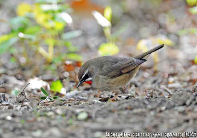 红喉歌鸲（12）