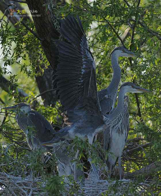 大苍的儿子有点烦