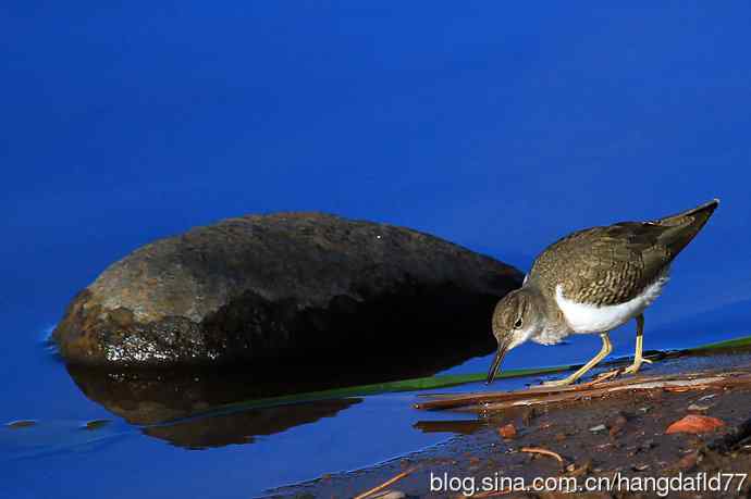 秋雀图：斑腹矶鹬