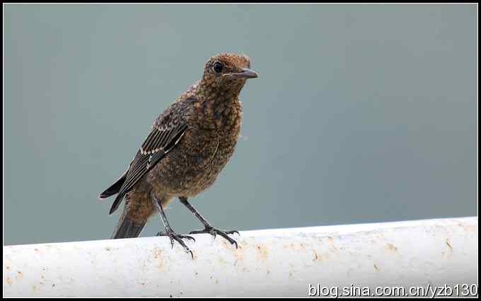 金海湖的鸟（3）鈥斺斃俄娥矗ㄗ橥迹