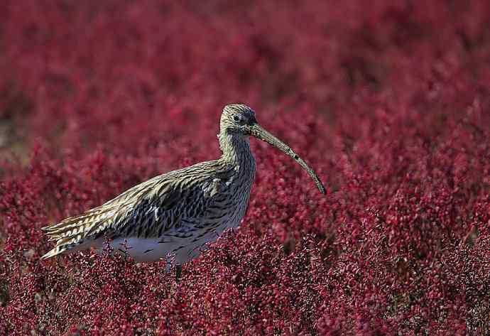 大美盘锦的风光和野鸟 大美盘锦的风光和野鸟