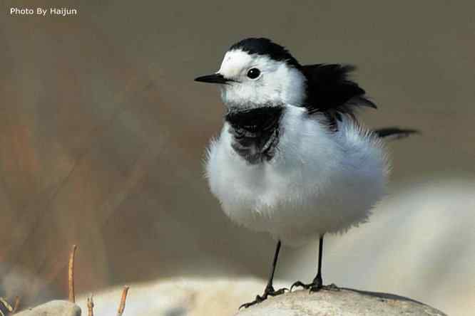 鸟为悦己者容(白鹡鸰梳洗版)