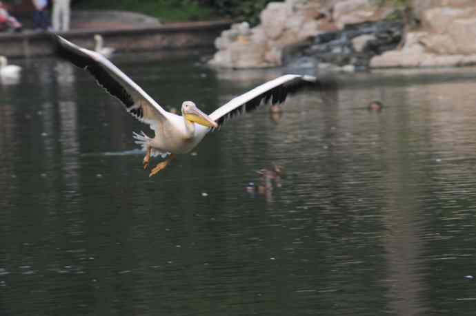 再拍大鹈鹕 wbr wbr4