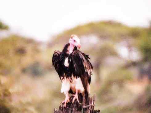 白头鸟系列：另类的美丽12