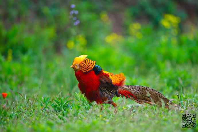 四月拍的红腹锦鸡