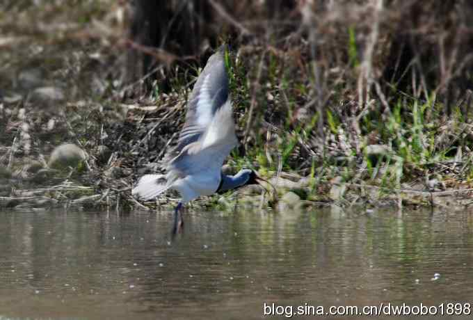 鹮嘴鹬-白河峡谷的精灵