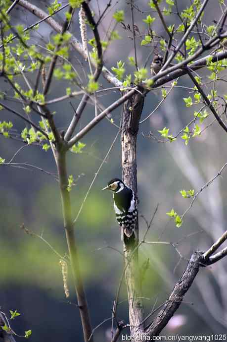 大斑啄木鸟