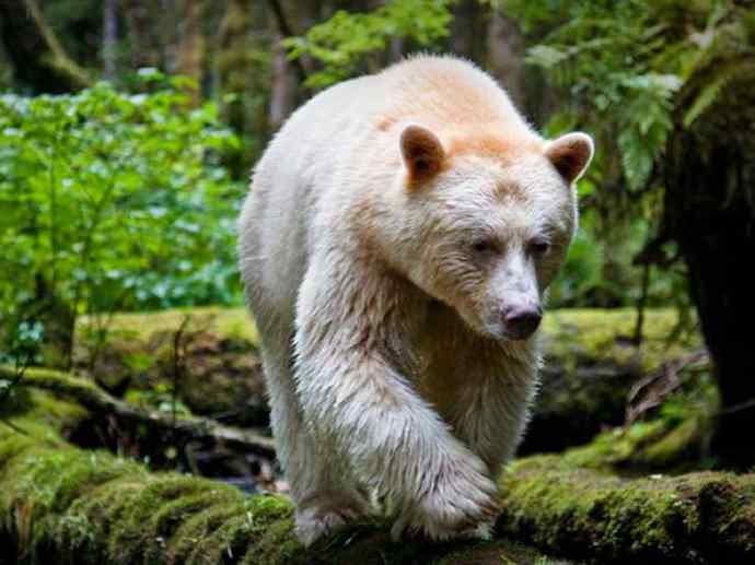 盘点十二大著名食蚁动物:懒熊 盘点十二大著名食蚁动物:懒熊