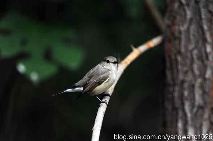 红喉姬鹟（19）