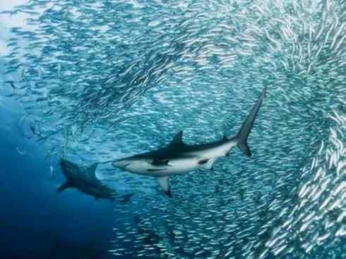 自然奇观：动物大迁徙(沙丁鱼)