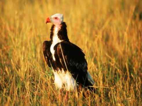 白头鸟系列：另类的美丽12