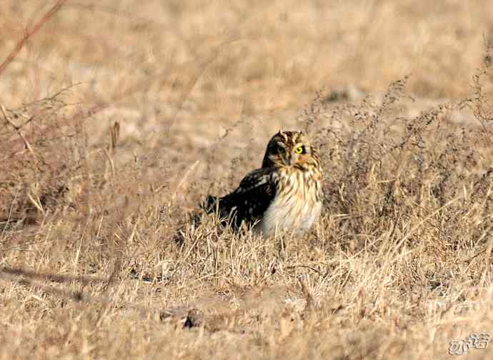官厅水库&nbsp;wbr路&nbsp;wbr被喜鹊驱赶的短耳鸮