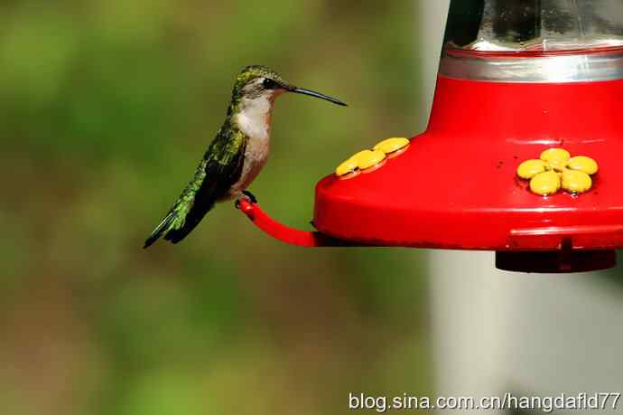 红玉喉北蜂鸟（2）