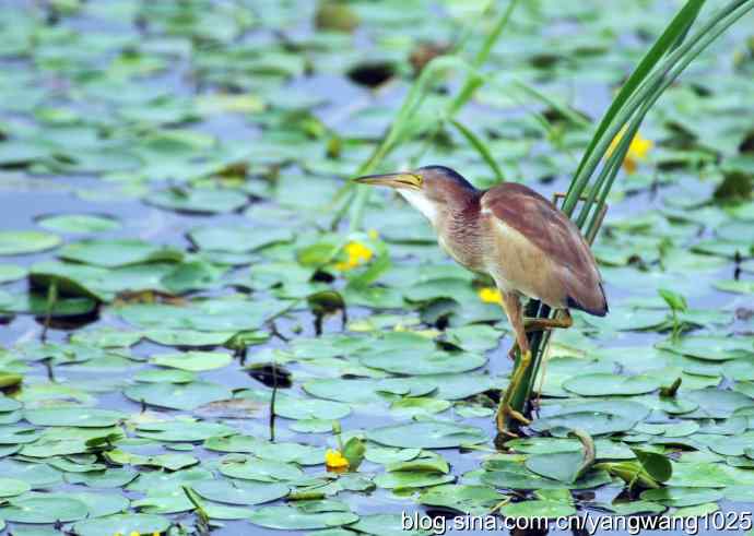 北京将府公园的鸟类——早餐（黄苇鳽捕鱼纪实续）