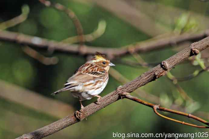 雌性黄喉鹀（13）