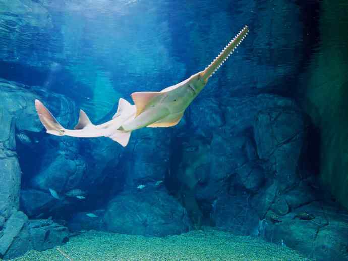 鱼类活化石:锯鳐 鱼类活化石:锯鳐