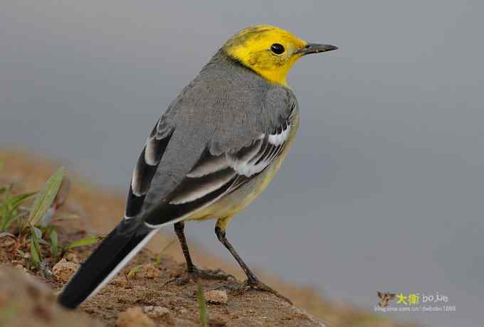 一脸稚气的小黄头