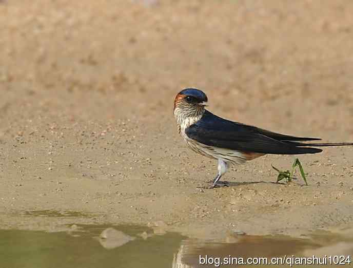 小燕子,穿花衣(金腰燕)