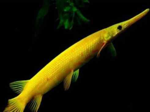 鱼类活化石：鳄雀鳝