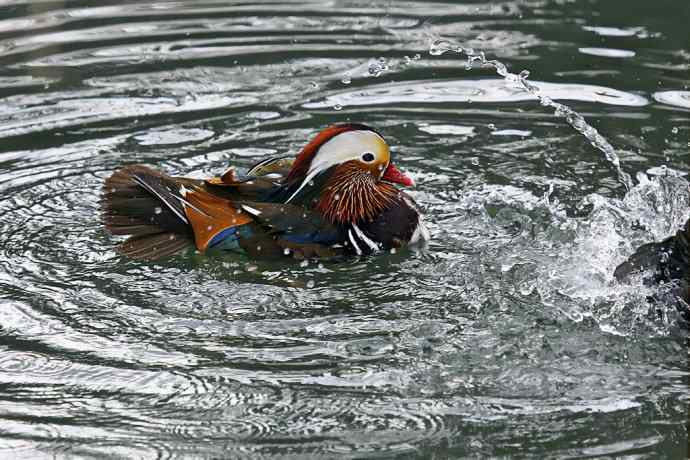 177.鸳鸯戏水--（大白）