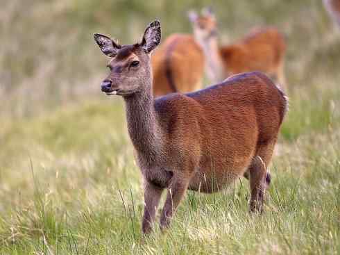 麒麟：传说的兽原型探秘（梅花鹿）