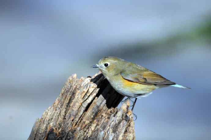雌性红胁蓝尾鸲（27）