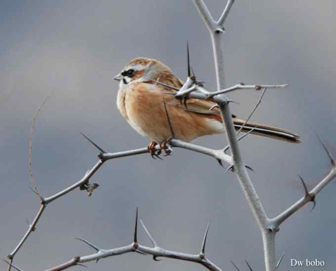 戈氏岩鹀 wbr大佬模样