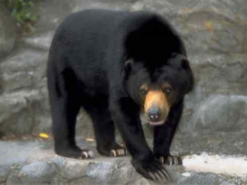 十大喜食蜂蜜动物：黑熊