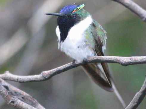鸟类之最:角蜂鸟 鸟类之最:角蜂鸟