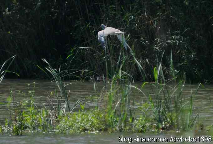 白河峡谷鸟调生境片