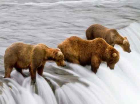 十大喜食蜂蜜动物:棕熊 十大喜食蜂蜜动物:棕熊