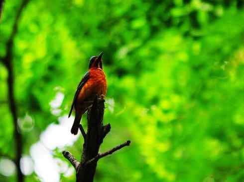 美丽无罪：雀鸟之矶鸫