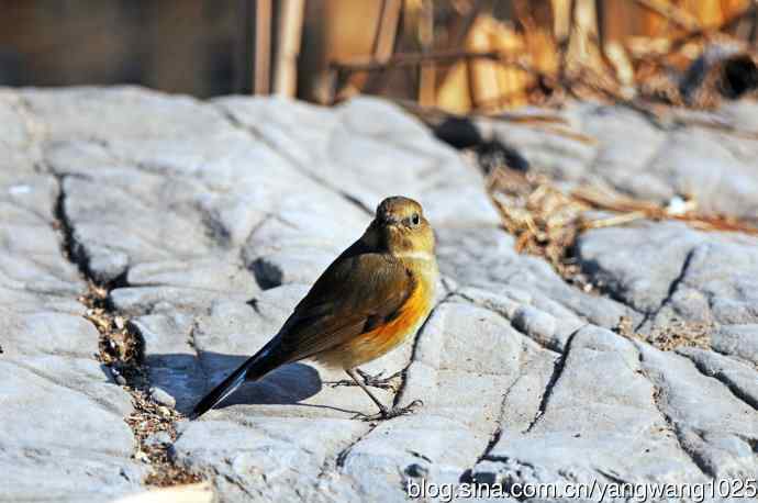 雌性红胁蓝尾鸲（29）