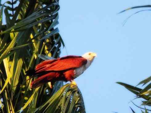 白头鸟系列：另类的美丽12