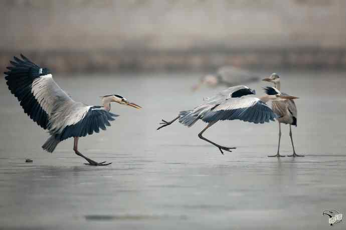 苍鹭冰上秀