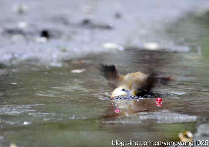 洗浴中的褐柳莺 洗浴中的褐柳莺