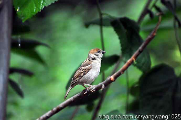讲卫生的小麻雀（纪实版）