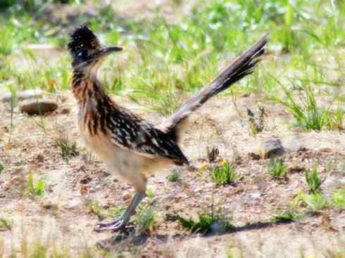 天生猎手：非猛禽类猎手之四（荒漠猎手走鹃）