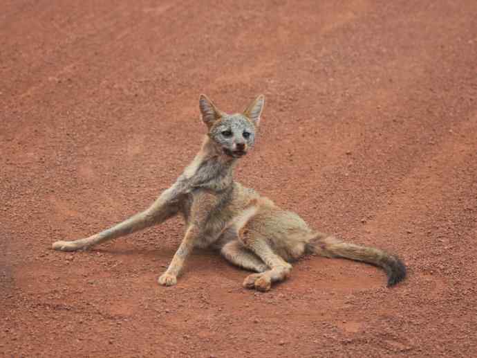 犬科：狐亚科伪狐属之高地狐、河狐、秘鲁狐