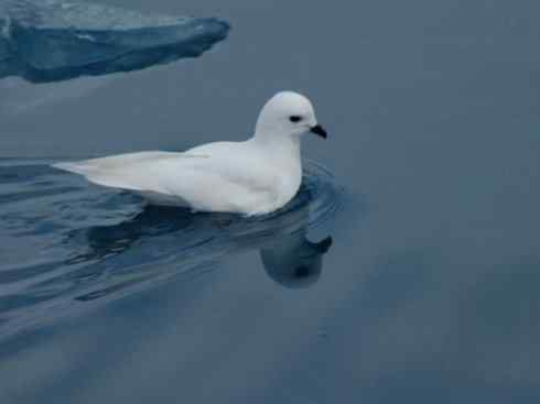 奇特的盔：雪海燕