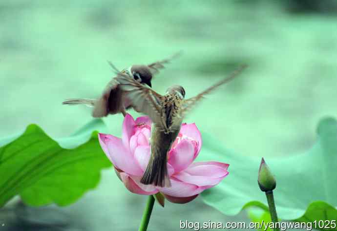 雀与荷 wbr3（领地之争纪实）