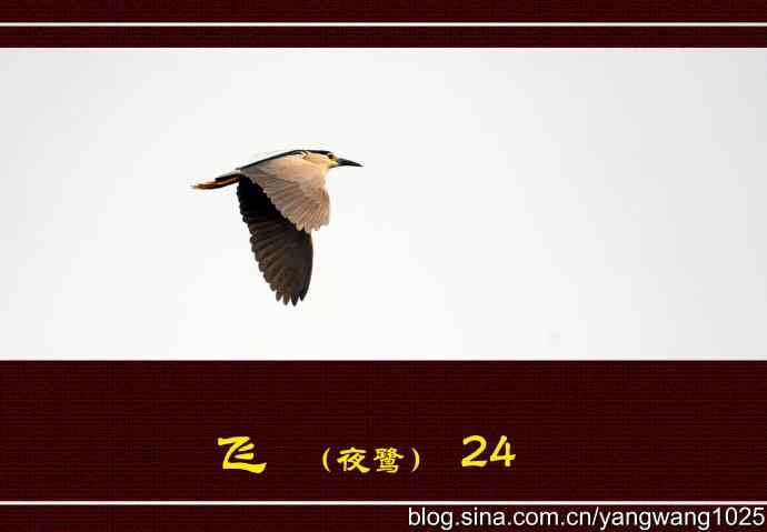 飞(夜鹭)24 飞(夜鹭)24